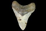 Fossil Megalodon Tooth - North Carolina #101309-1